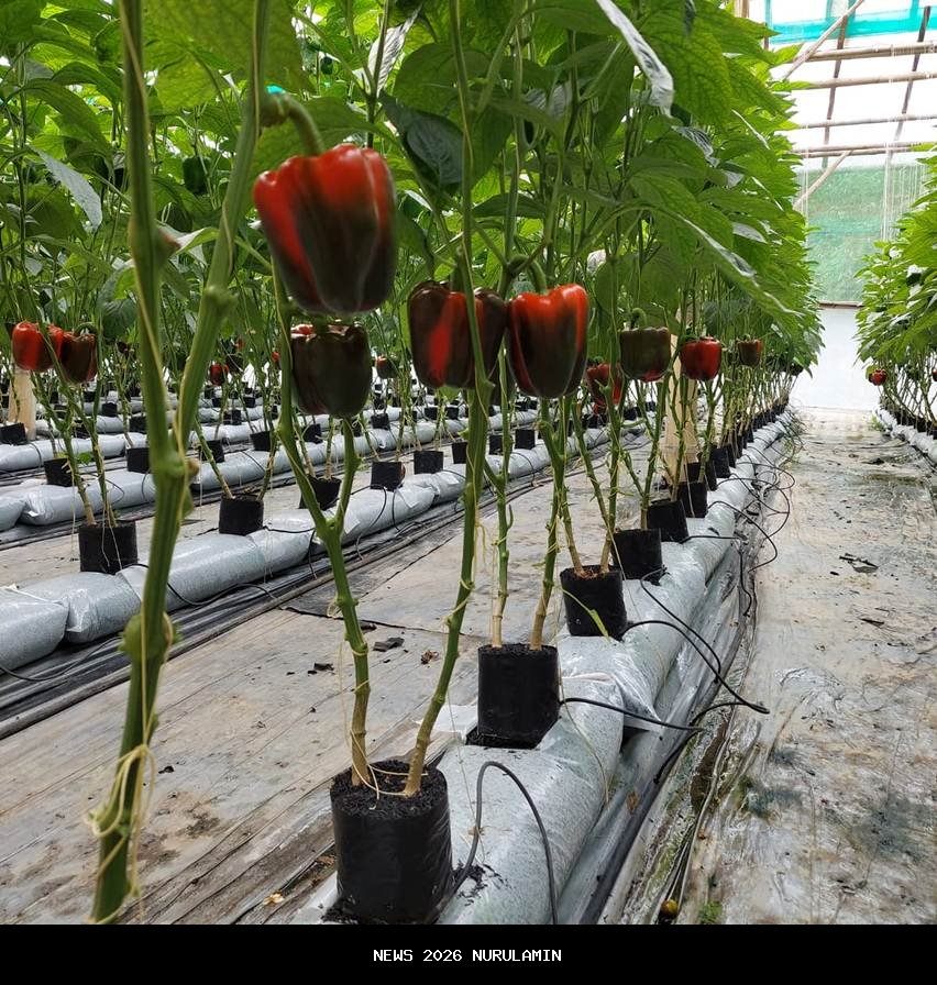 FUTA meningkatkan produksi paprika merah, menargetkan ekspor