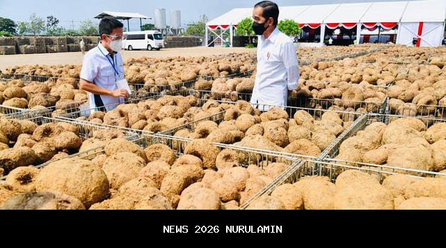 Pabrik Porang di Alor Siap Beroperasi sebagai Pengganti Tapioka