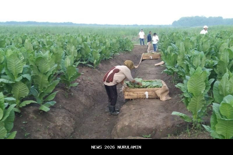 PTPN Siapkan 500 Hektare Lahan untuk Bangkitkan Kembali Kejayaan Tembakau Deli