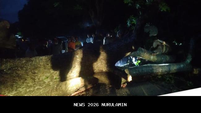 Pohon Raksasa Patah di Taman Nasional, Tutup Jalur Denpasar-Gilimanuk