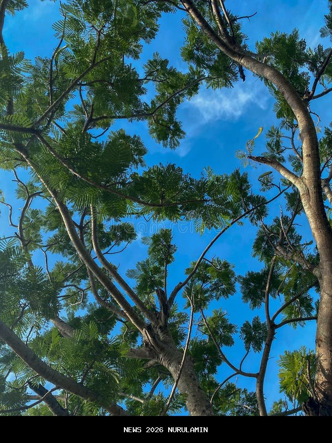 Palu, Kota yang Menggembirakan: Antara Trotoar Indah dan Kerinduan akan Pohon