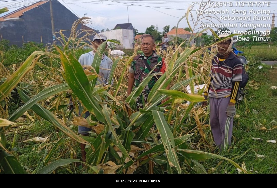 Dukung Ketahanan Pangan, Bank Mandiri Bantu Petani Kebumen Hindari Gagal Panen