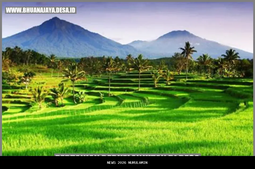 Pandangan: Pertanian Desa di Atas Kepentingan Sekolah Anak