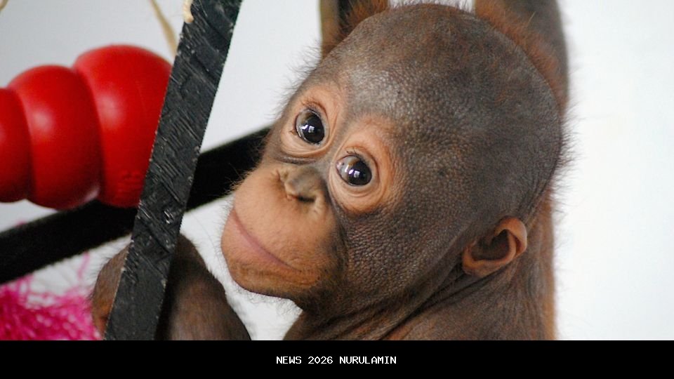 Budi Arie Setiadi Bocorkan Pembicaraan dengan Jokowi di Solo: Dukung Pemerintah