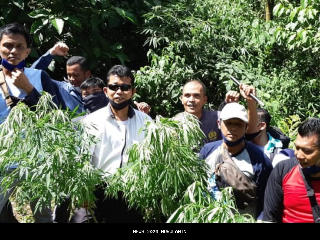 Pengungkapan Kasus Ladang Ganja di Mojongapit, Polisi Buru Pendana dan Sumber Bibit
