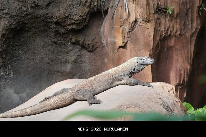 Dari Komodo ke Elang Jawa, Warisan yang Menyatu dengan Jiwa Indonesia