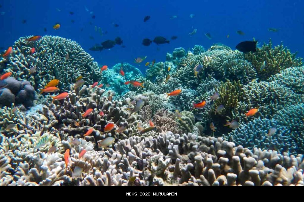 5.600 Bibit Terumbu Karang Ditebar di Laut Bondalem Bali Saat Festival Bahari