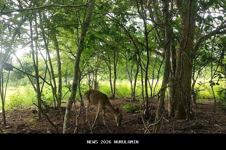 NTT Musim Kering: Pohon Ampupu dan Keindahan Sabana