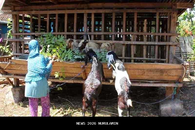 Penghasil Ekonomi Terabaikan, Peternakan Kambing Gianyar Bali Masih Terlupakan