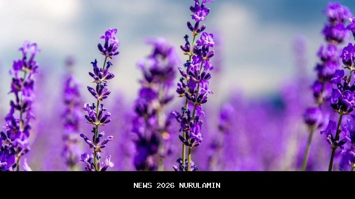 Lavender: Bunga Tenang dan Penghilang Kecemasan!