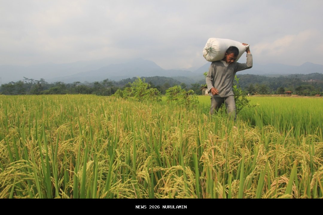 Petani Rias Bahagia Saat Bulog Kembali Beli Gabah Rp6.500 per Kg