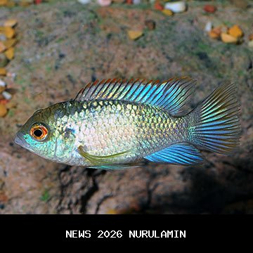 Acara Balap Motor Berhasil, DPRD Paser Dukung Wisata Olahraga dan Peningkatan Ekonomi Daerah