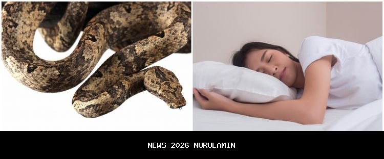 Arti Mimpi Dikejar Ular: Makna Menarik dari Primbon Jawa dan Islam