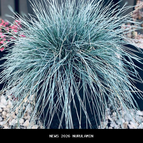 5 fakta menarik tentang blue eyed grass, tanaman mirip rumput dari keluarga iris