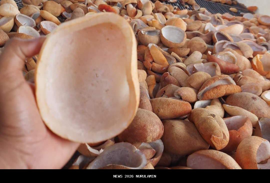 Harga Kopra Manado Turun Jumat 24 Oktober 2025, Petani Kecewa dengan Penurunan Ini