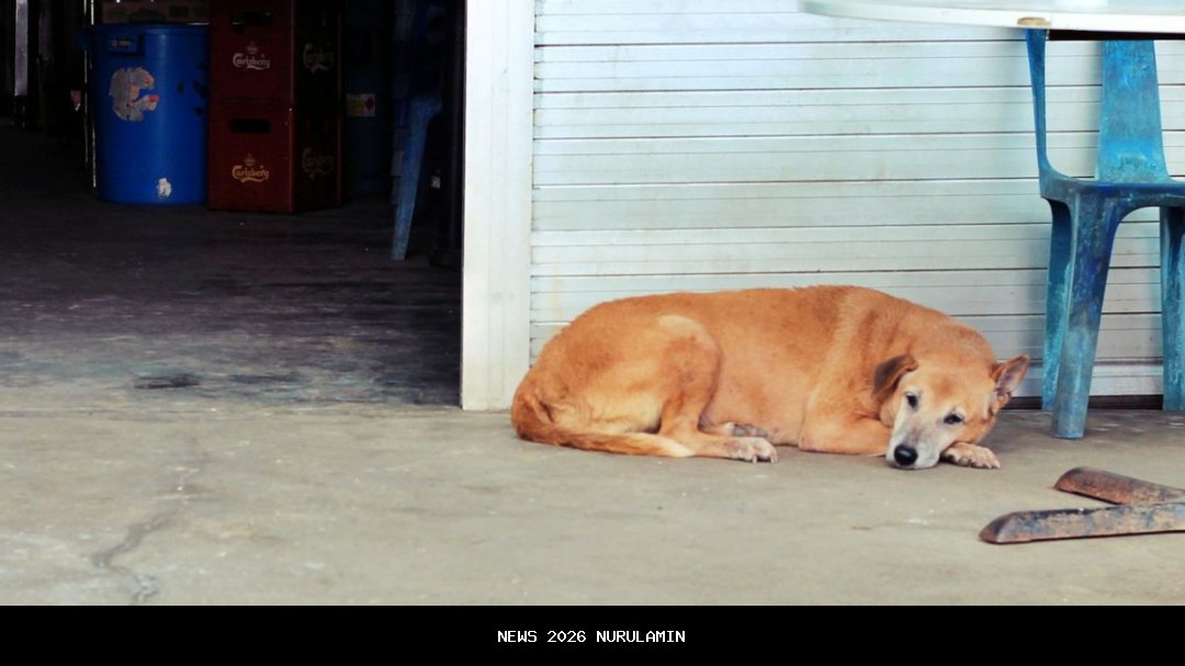 Pemasangan Tenda Pesta di Jalan Bisa Didenda Rp50 Juta, Berlaku di Surabaya