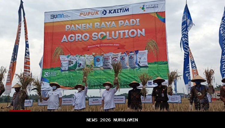 Pemkab Banyuwangi dan Pupuk Kaltim Panen Padi, Produksi Naik Jadi 8 Ton per Hektare
