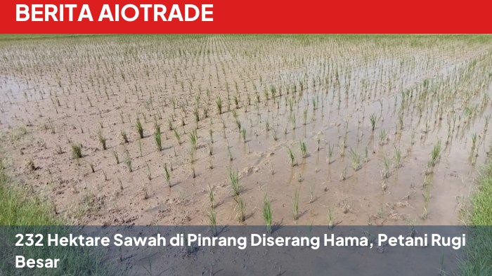232 Hektare Sawah di Pinrang Diserang Hama, Petani Rugi Besar