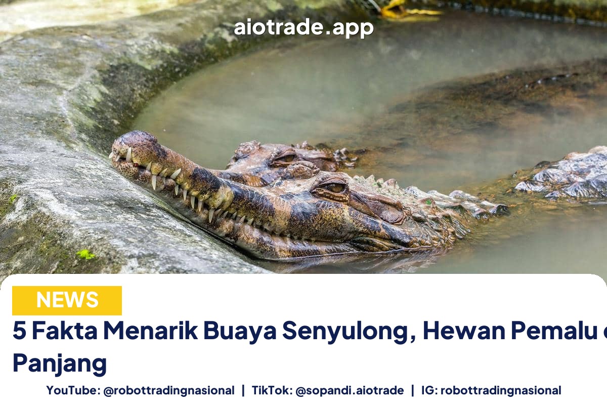 5 Fakta Menarik Buaya - 5 Fakta Menarik Buaya Senyulong, Hewan Pemalu deng pt 3