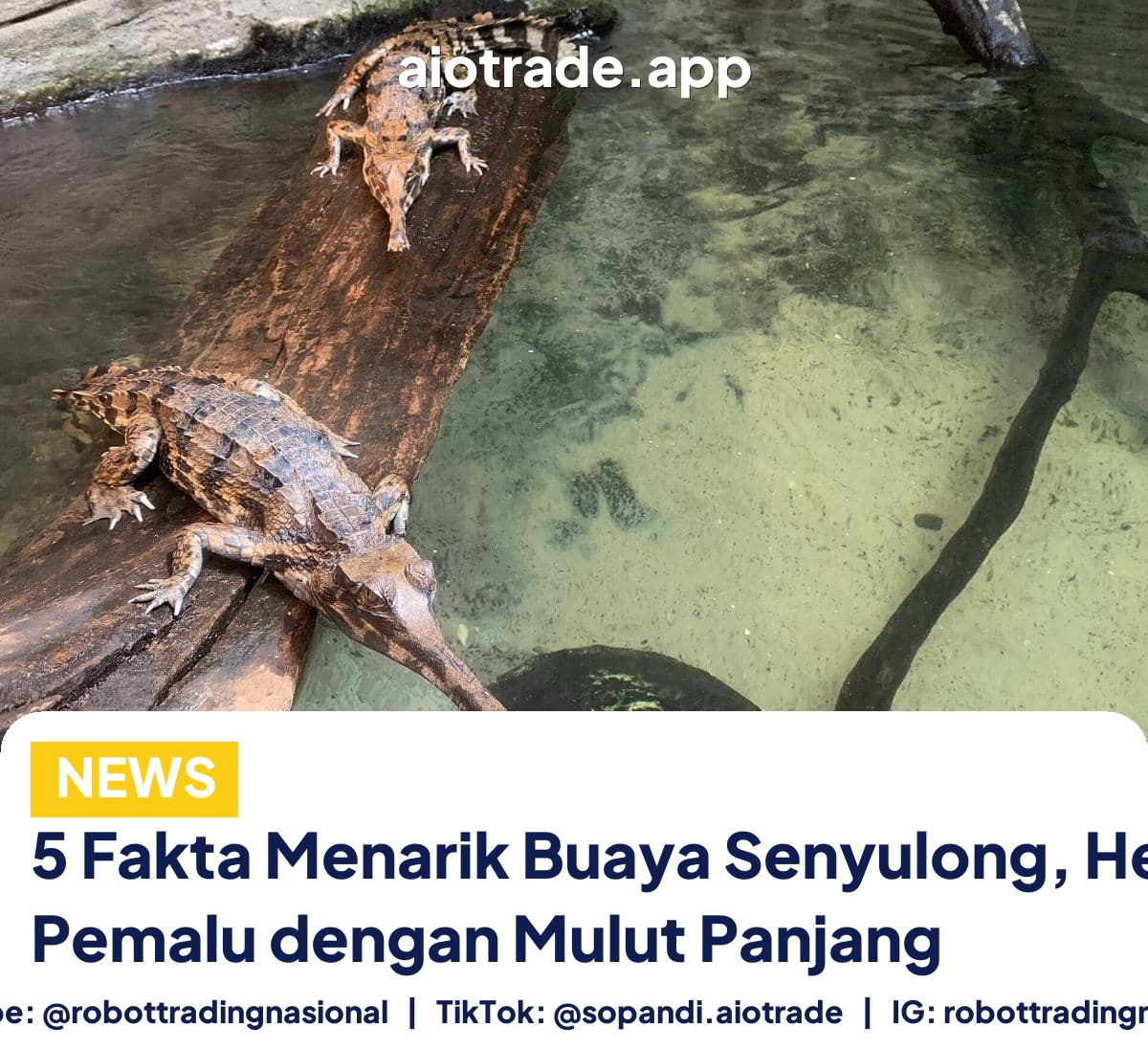 5 Fakta Menarik Buaya - 5 Fakta Menarik Buaya Senyulong, Hewan Pemalu deng pt 4