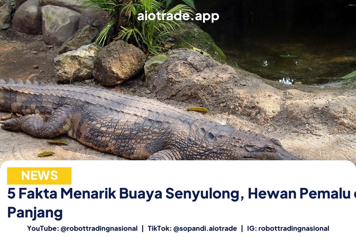 5 Fakta Menarik Buaya - 5 Fakta Menarik Buaya Senyulong, Hewan Pemalu deng pt 5