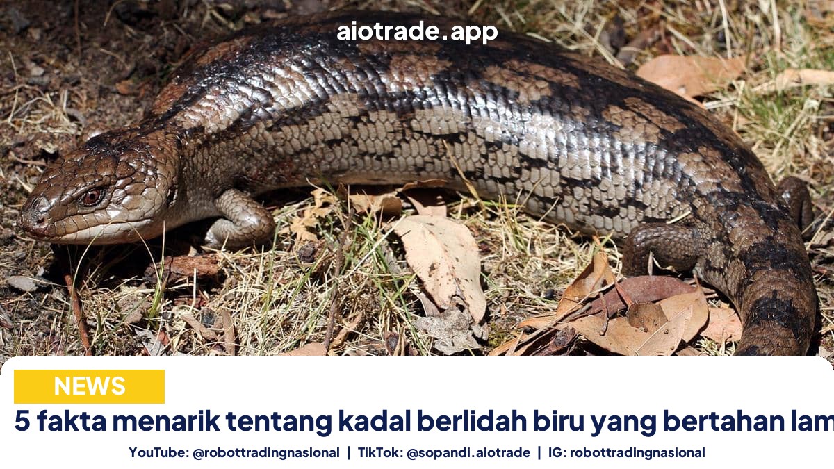 5 fakta menarik tentang - 5 fakta menarik tentang kadal berlidah biru yang b pt 2