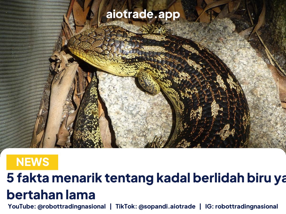 5 fakta menarik tentang - 5 fakta menarik tentang kadal berlidah biru yang b pt 3