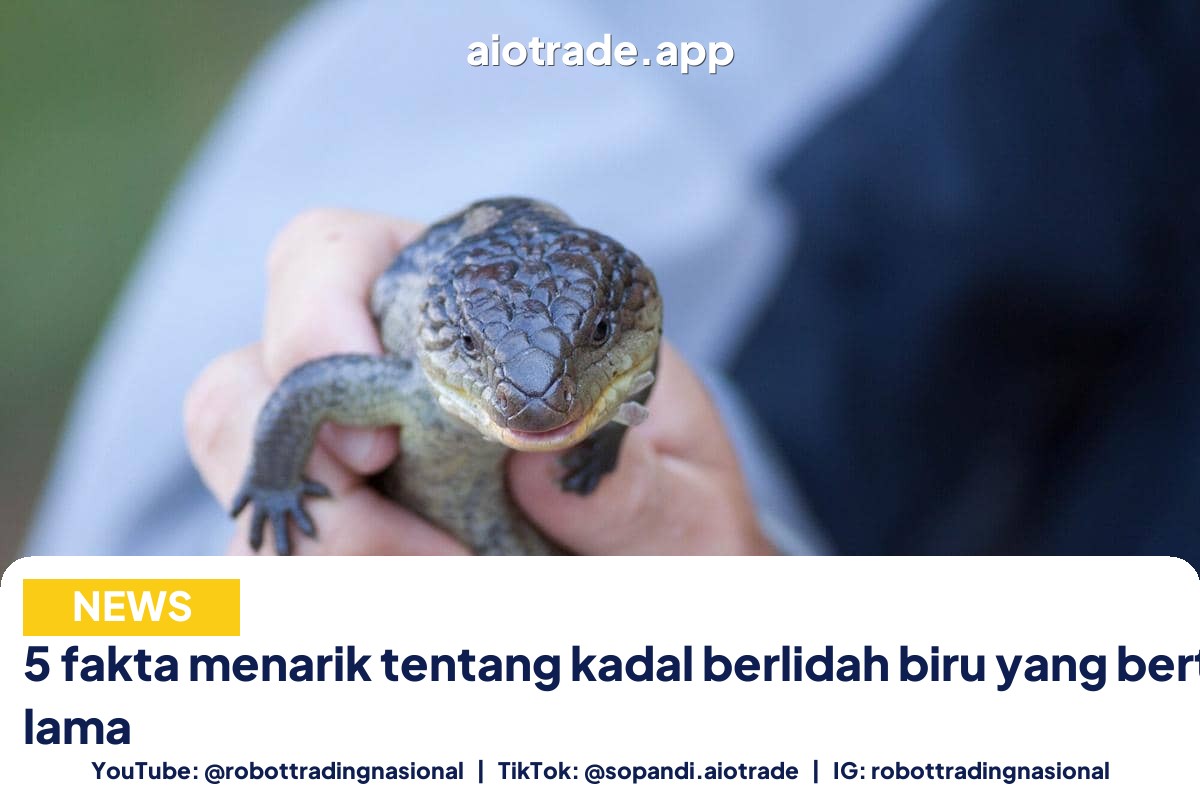 5 fakta menarik tentang - 5 fakta menarik tentang kadal berlidah biru yang b pt 4