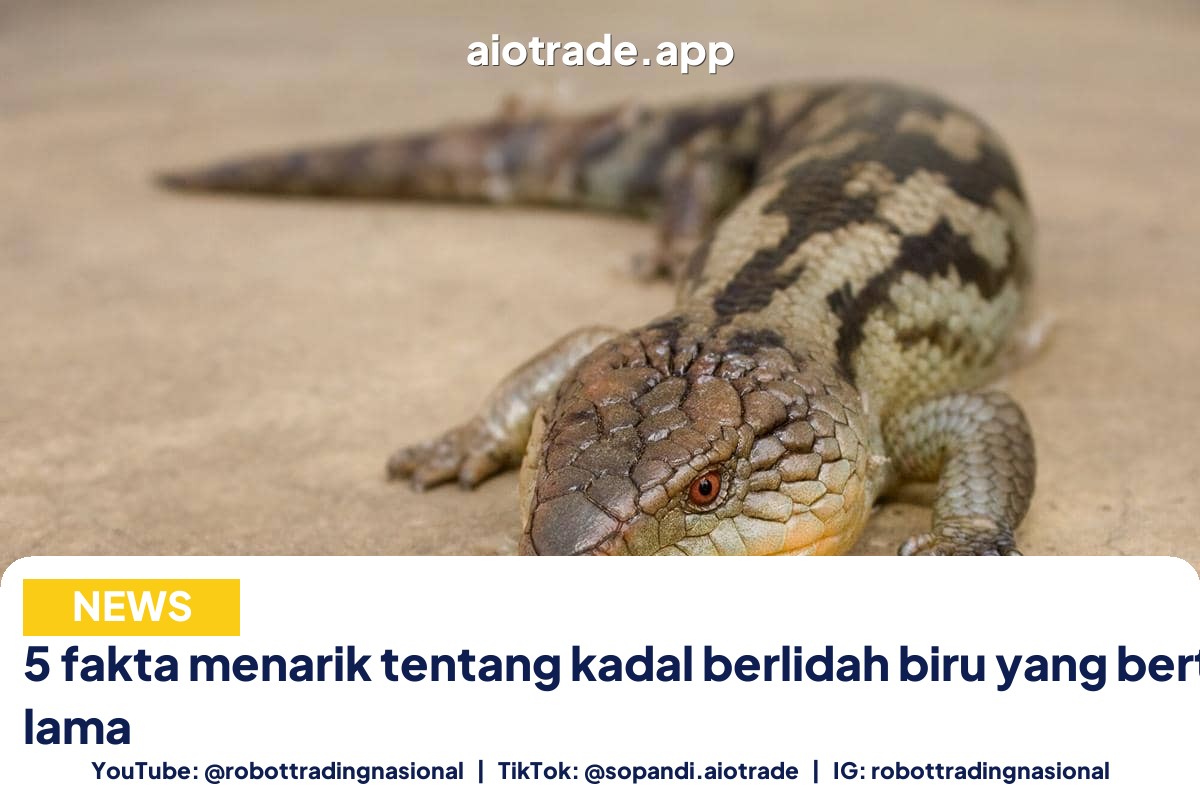 5 fakta menarik tentang - 5 fakta menarik tentang kadal berlidah biru yang b pt 5