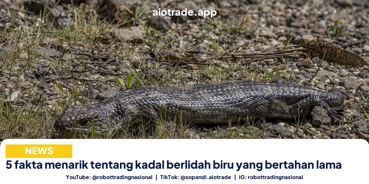 5 fakta menarik tentang kadal berlidah biru yang bertahan lama