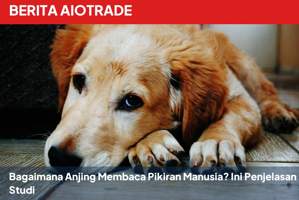 Bagaimana Anjing Membaca Pikiran Manusia? Ini Penjelasan Studi