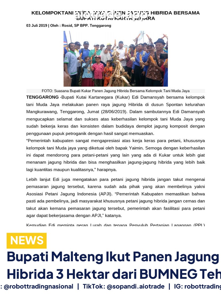 Bupati Malteng Ikut Panen Jagung Hibrida 3 Hektar dari BUMNEG Tehoru
