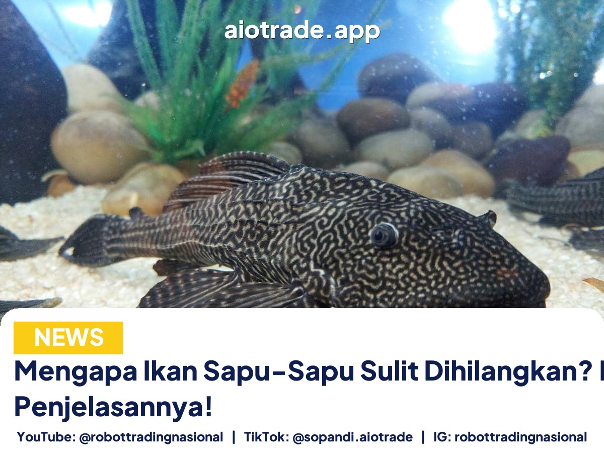 Mengapa Ikan Sapu-Sapu Sulit - Mengapa Ikan Sapu-Sapu Sulit Dihilangkan? Ini Penj pt 3