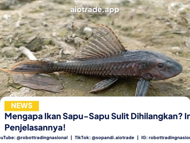 Mengapa Ikan Sapu-Sapu Sulit Dihilangkan? Ini Penjelasannya!