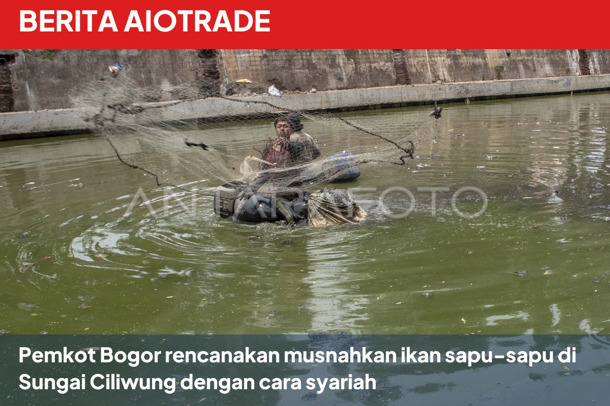 Pemkot Bogor rencanakan musnahkan ikan sapu-sapu di Sungai Ciliwung dengan cara syariah
