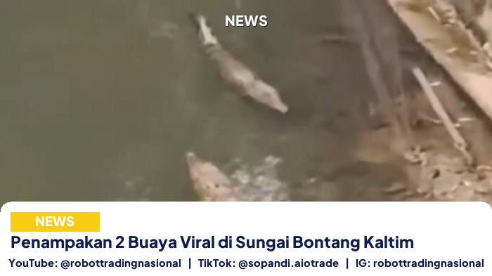 Penampakan 2 Buaya Viral - Penampakan 2 Buaya Viral di Sungai Bontang Kaltim pt 1