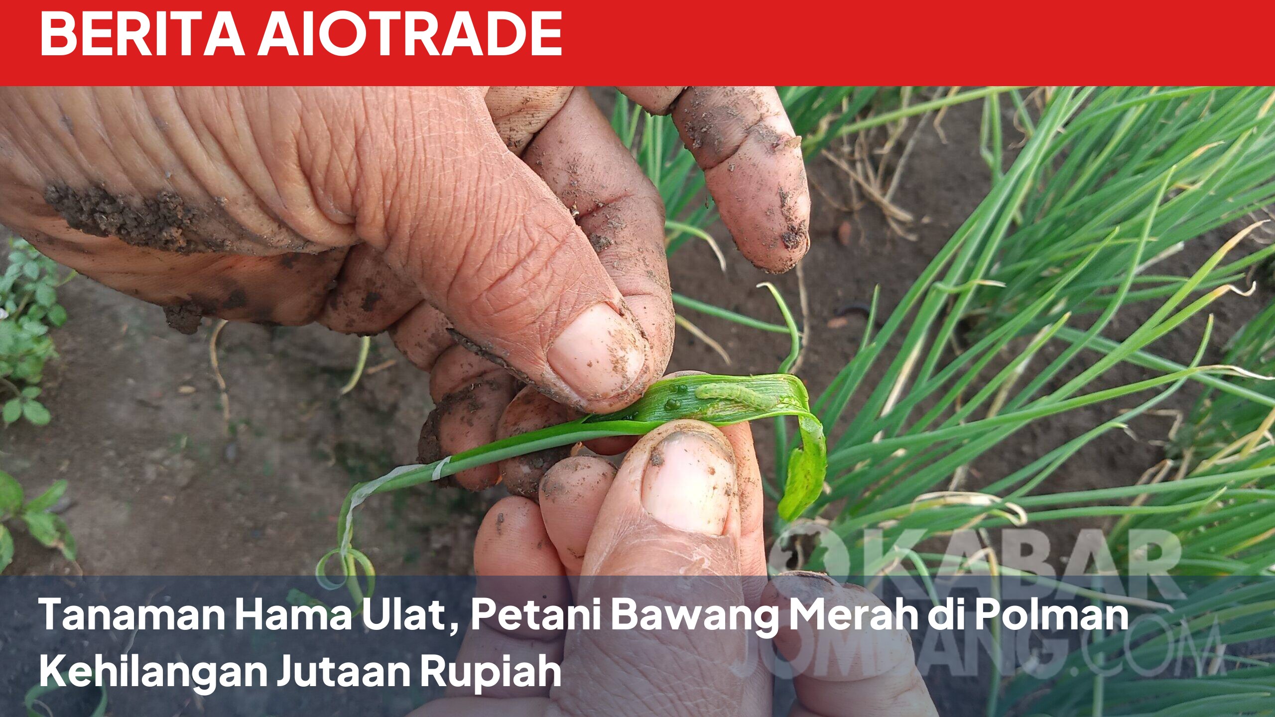 Tanaman Hama Ulat, Petani Bawang Merah di Polman Kehilangan Jutaan Rupiah